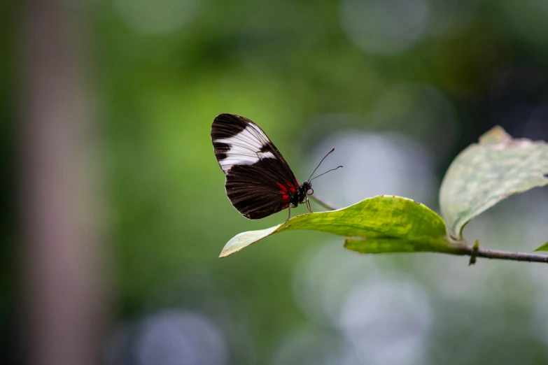 a black, white and red erfly is resting on a leaf