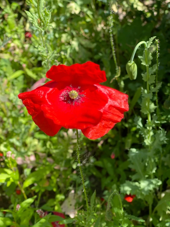 there is a red flower that is on the outside