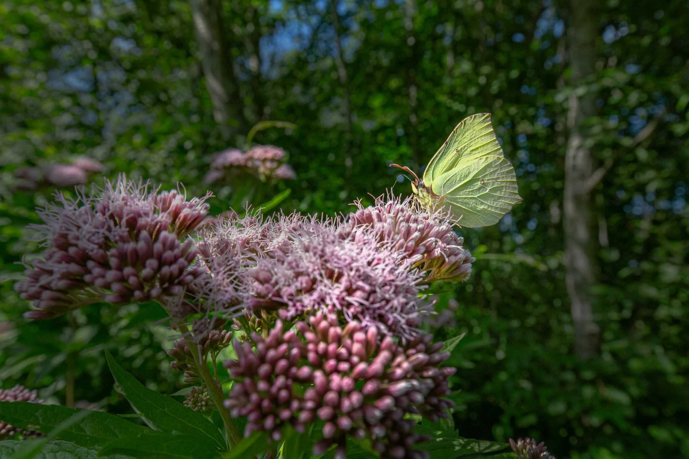 yellow erfly sits on a cluster of purple flowers