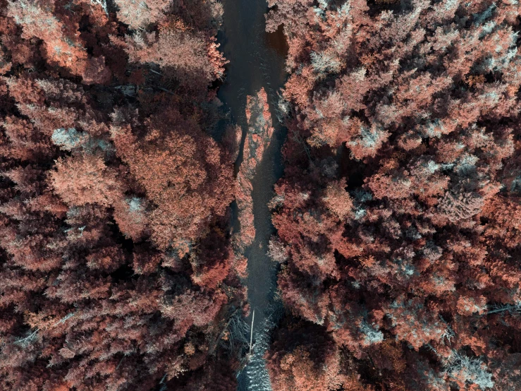 the aerial view shows the road through the trees