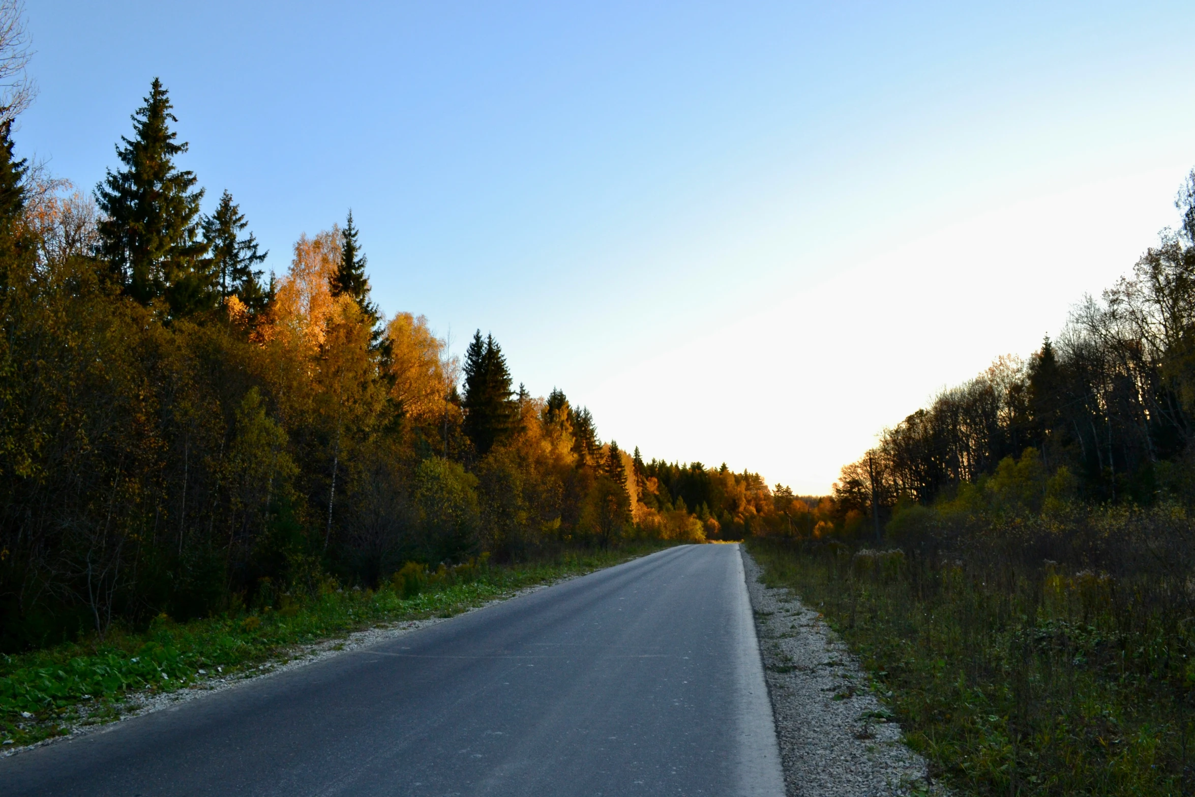 an empty paved road next to a wooded area