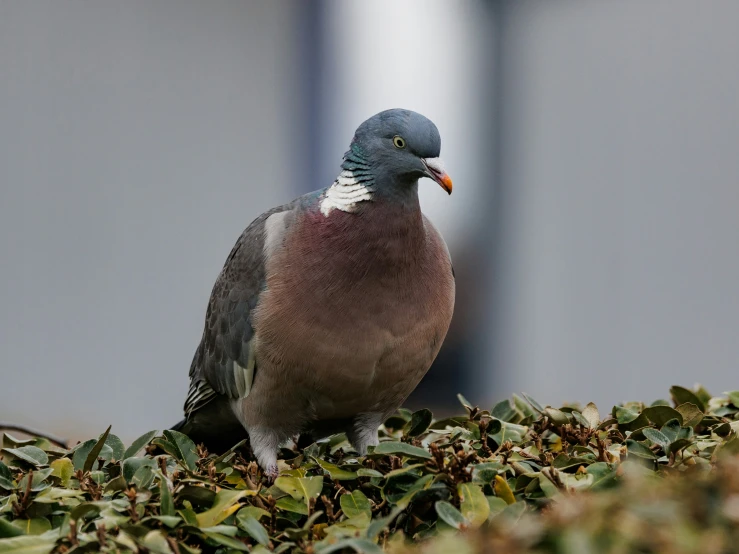 a bird standing on top of leaf covered ground