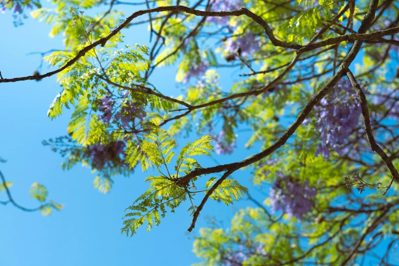 the nch and flowers of the tree are seen in the sunlight