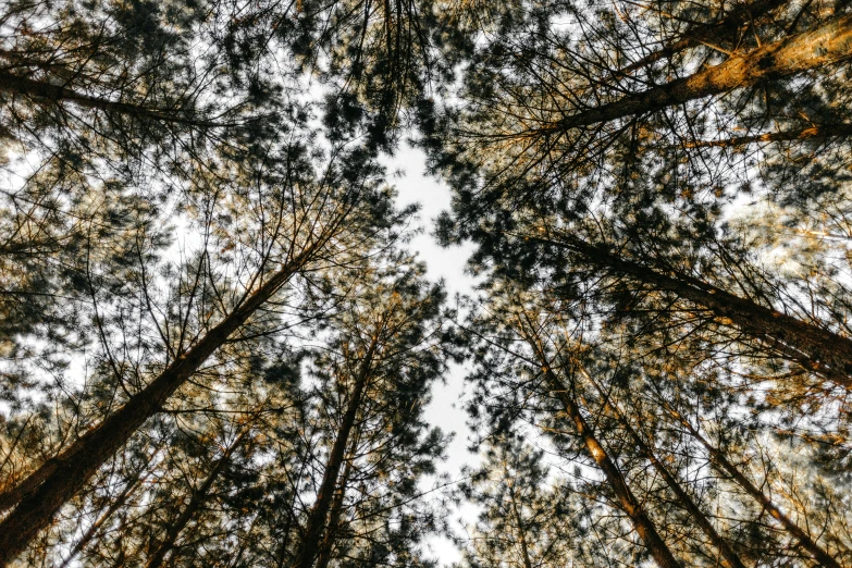 the bottom view of a pine tree looking upward