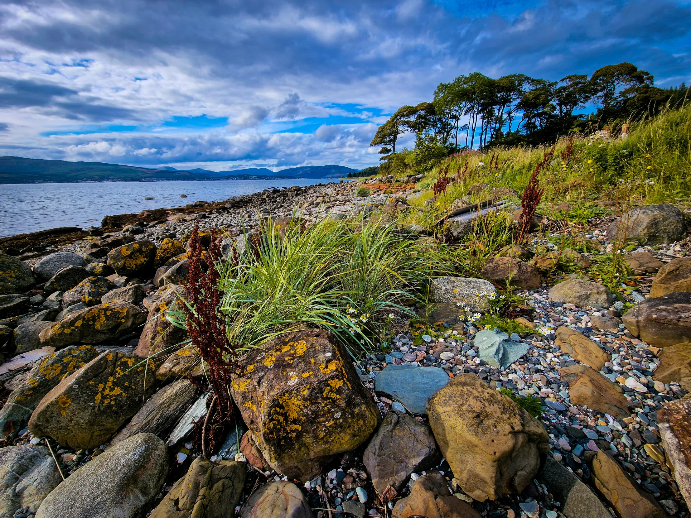 a bunch of rocks with a bush growing out of it