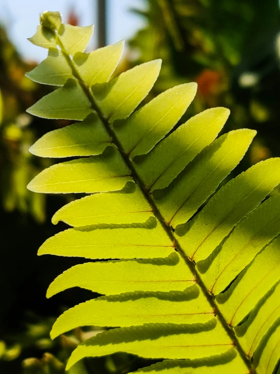 a close up view of the side and top of a green leaf