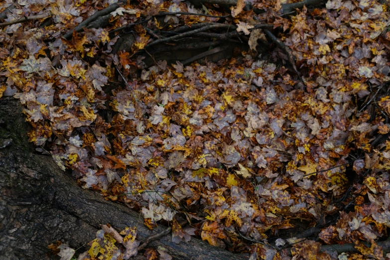 the leaves are covering the tree nches on the ground