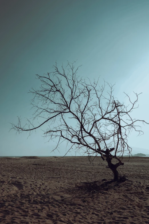 a lone tree standing alone in the middle of nowhere