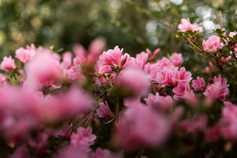 a garden full of blooming flowers and green leaves