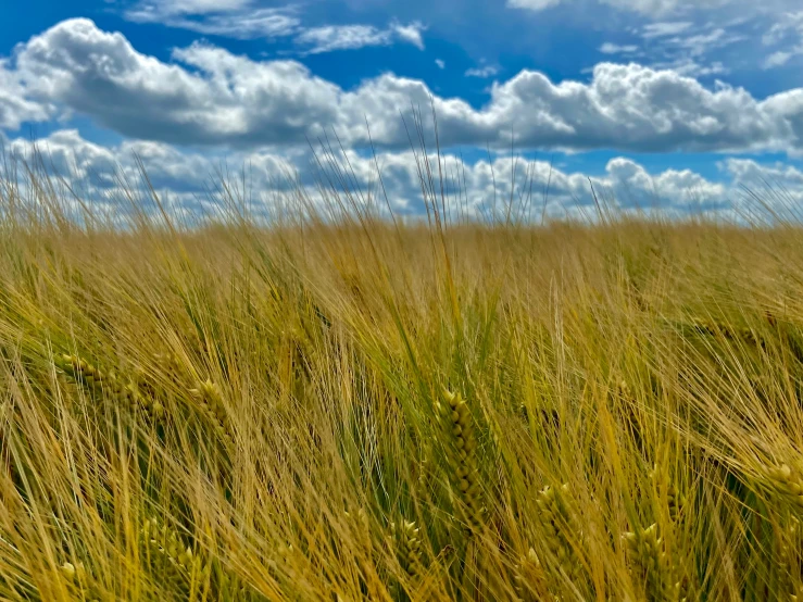 some grass that is blowing in the wind