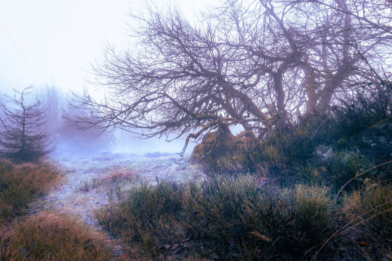 a picture of foggy landscape near a forest