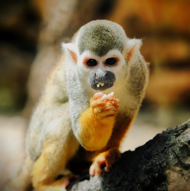 a tiny monkey on top of a tree nch eating soing