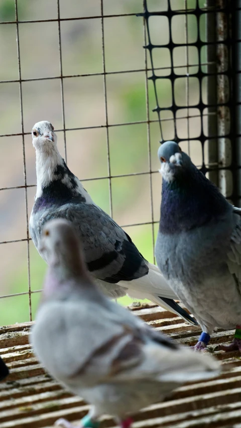 three birds sitting and standing on a cage