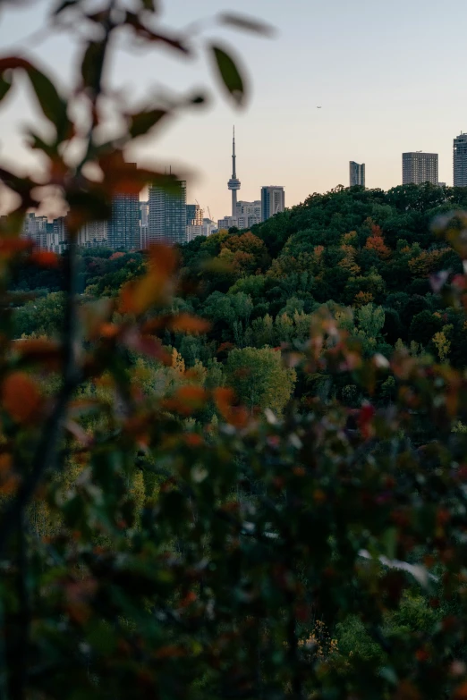 view of the city from below with trees in foreground