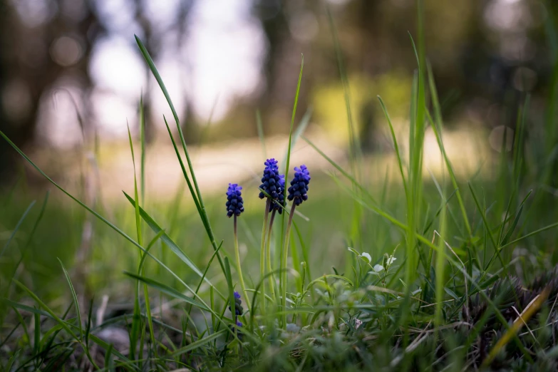 three blue flowers growing out of the grass