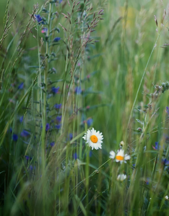 wildflowers are shown growing in tall grass