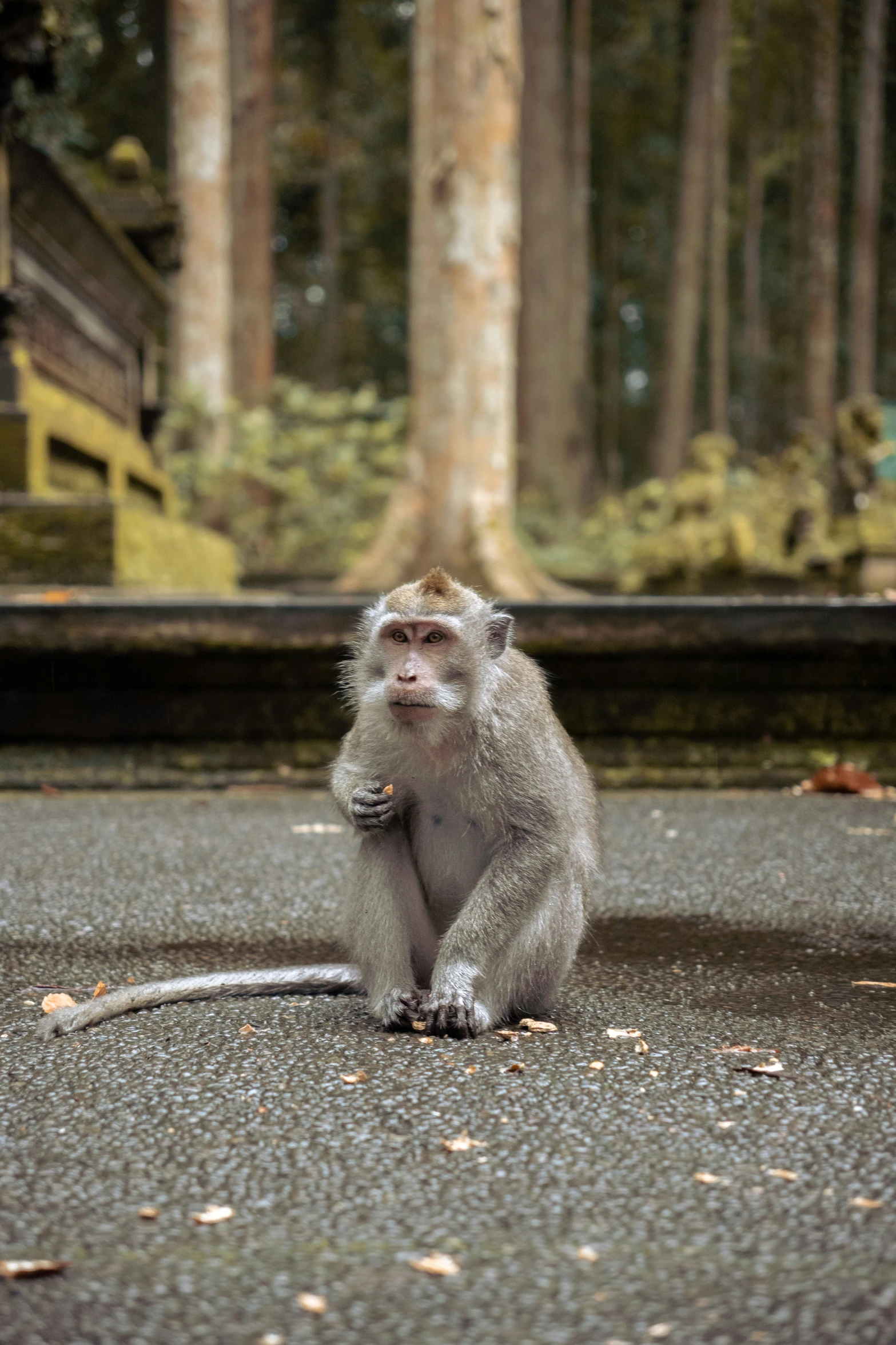 a small gray monkey sitting on a paved walkway