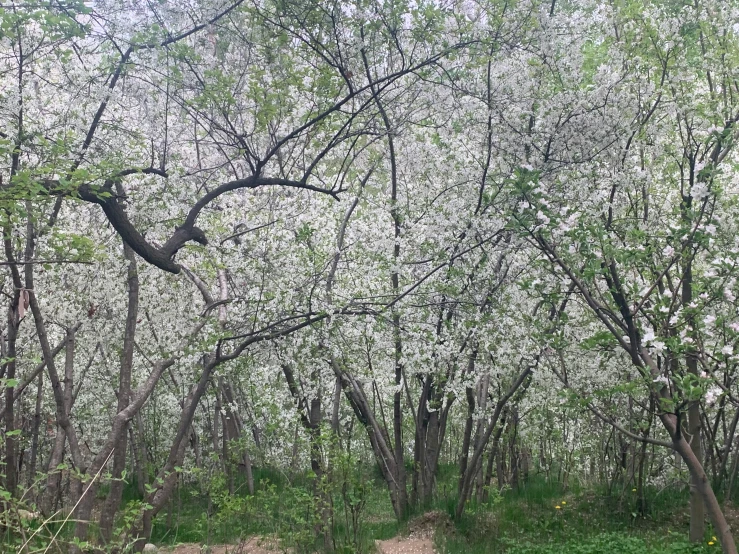 a trail surrounded by trees and flowers near a river