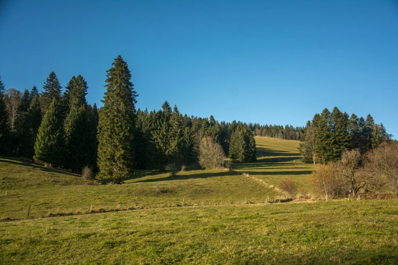 the green grass is growing and the trees are in the distance