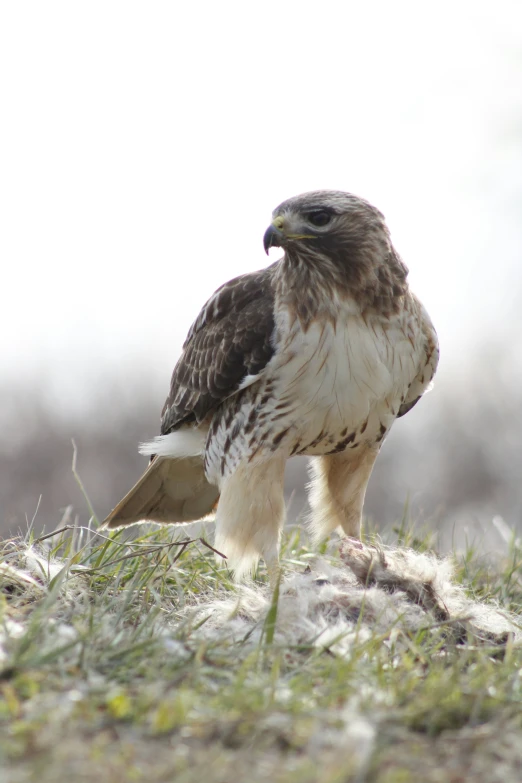 a brown and white bird of prey standing in the grass