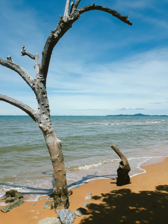 a dead tree in the sand near a body of water