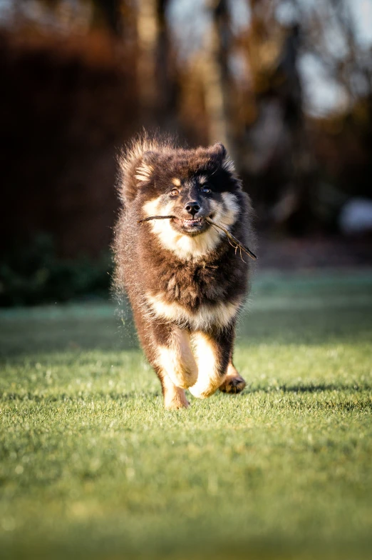 a furry dog running on some grass towards the camera