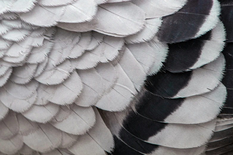 a gray and black parrot with long feathers