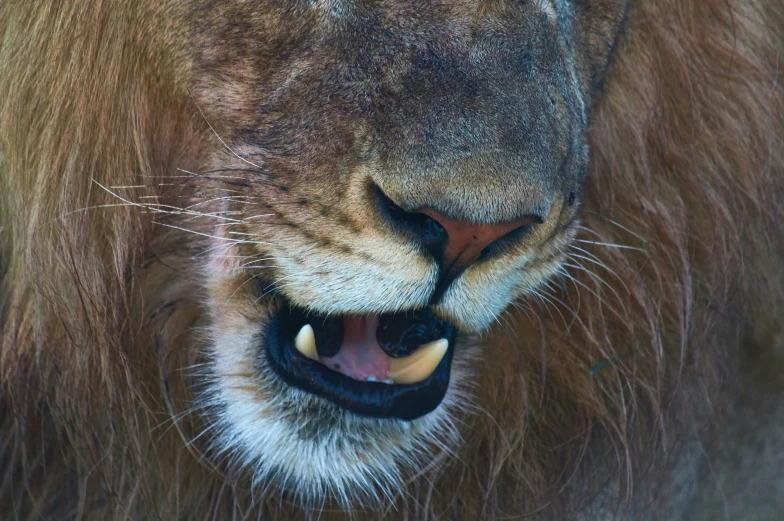 a close - up view of the head of a lion