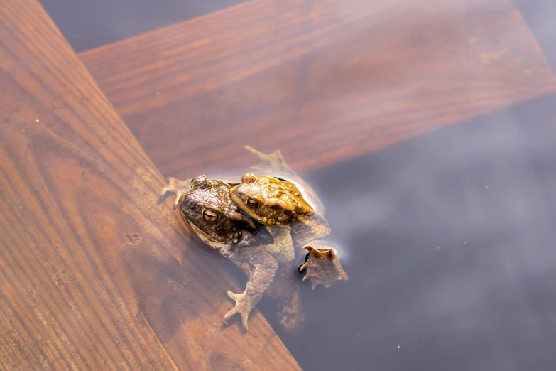 a frog that is sitting on the ground