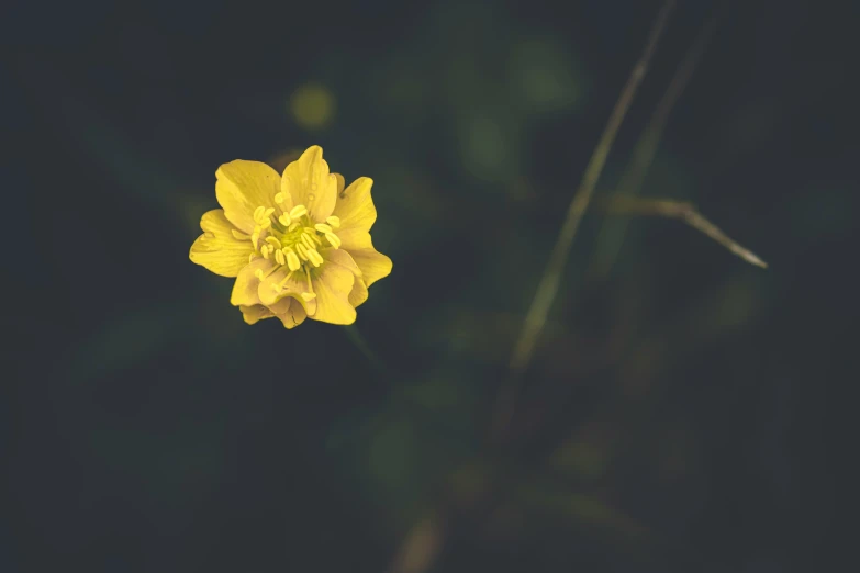 there is a yellow flower in the dark