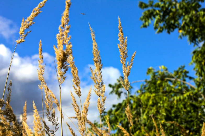 the tall grass is blowing in the wind