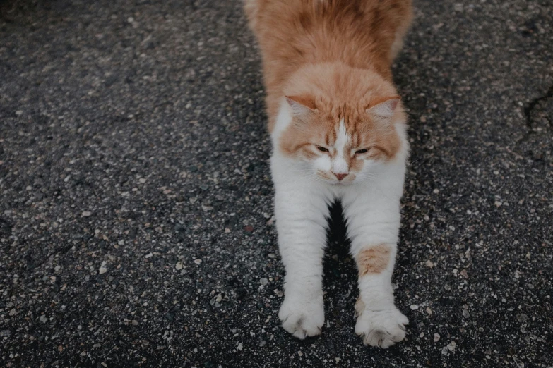 a cat is standing on pavement with his head turned sideways