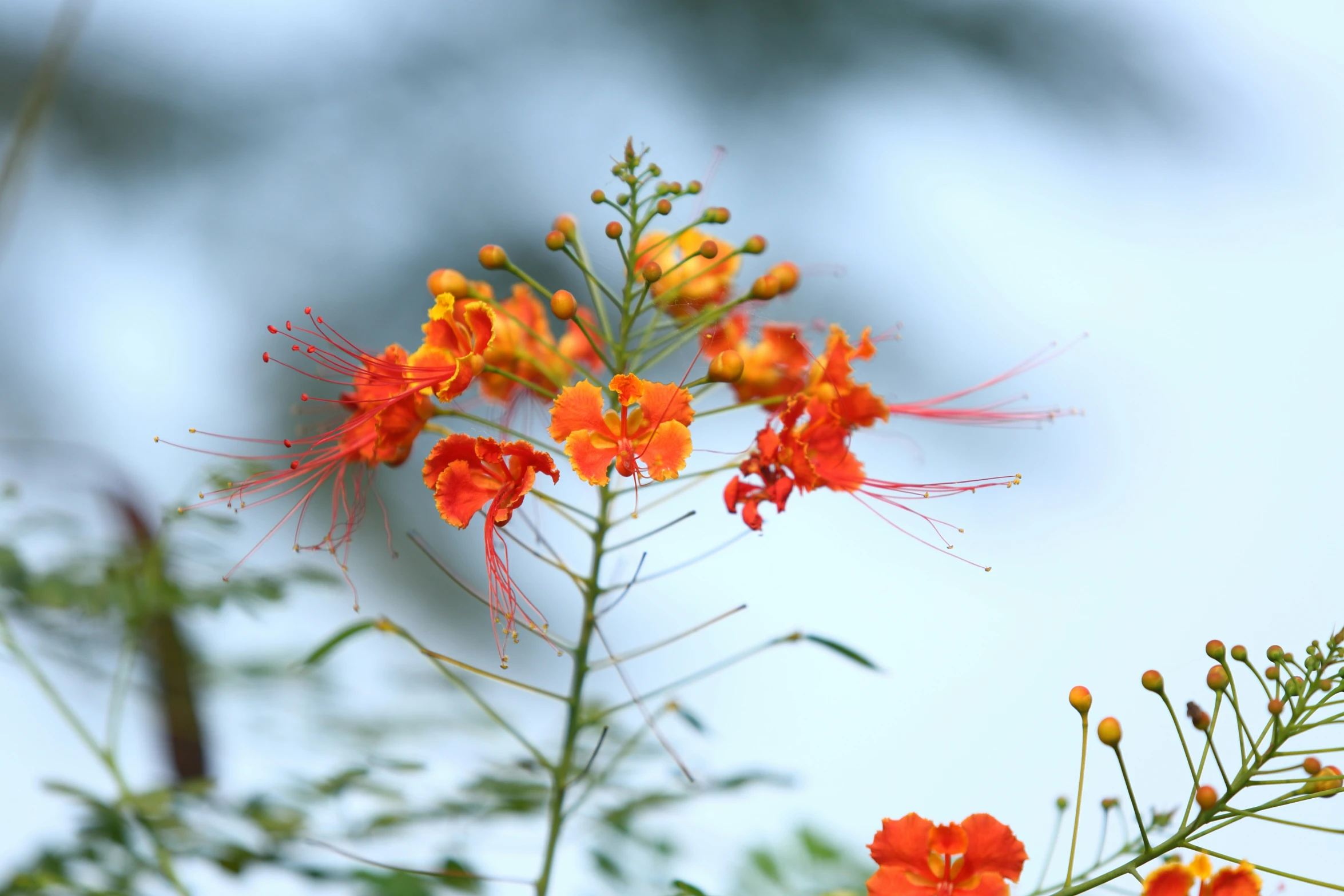 a large plant with small orange flowers growing in it