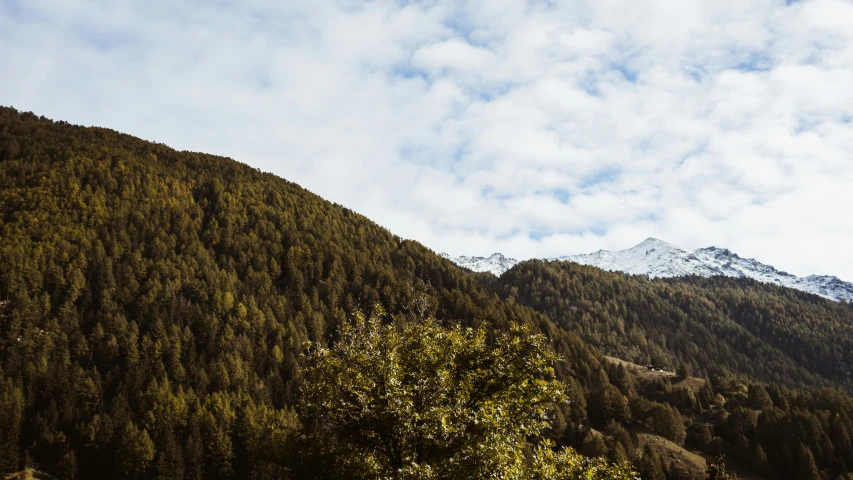 the trees are on the side of the mountain