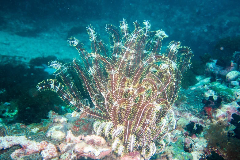 there is a picture of an underwater scene