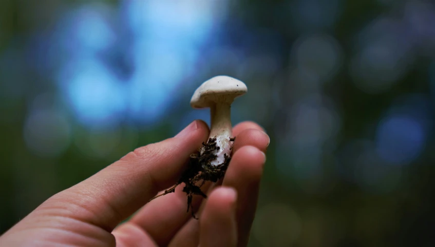 person holding white mushroom in left hand in forest