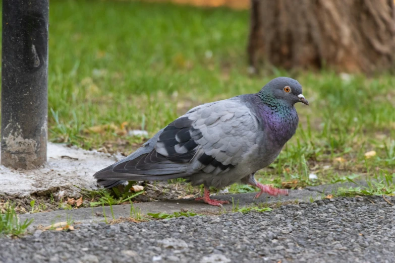 a gray pigeon standing in front of a pole