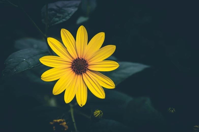 a close - up image of a yellow flower with a green background