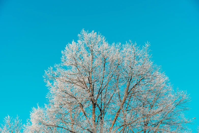 a bare tree on a clear day with blue sky