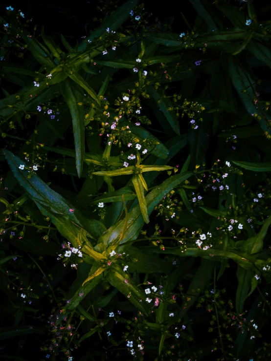 some plants growing in the dark and flowers