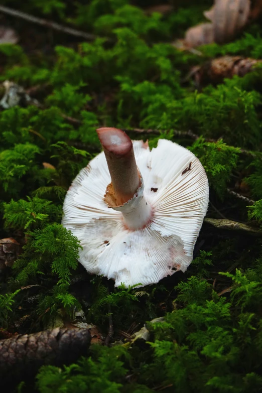 a white mushroom grows in some green moss