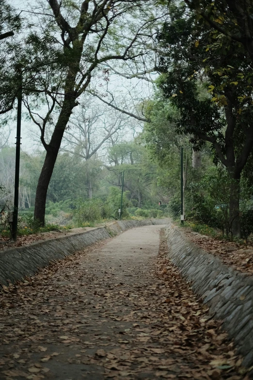 a dirt road surrounded by trees and leaves