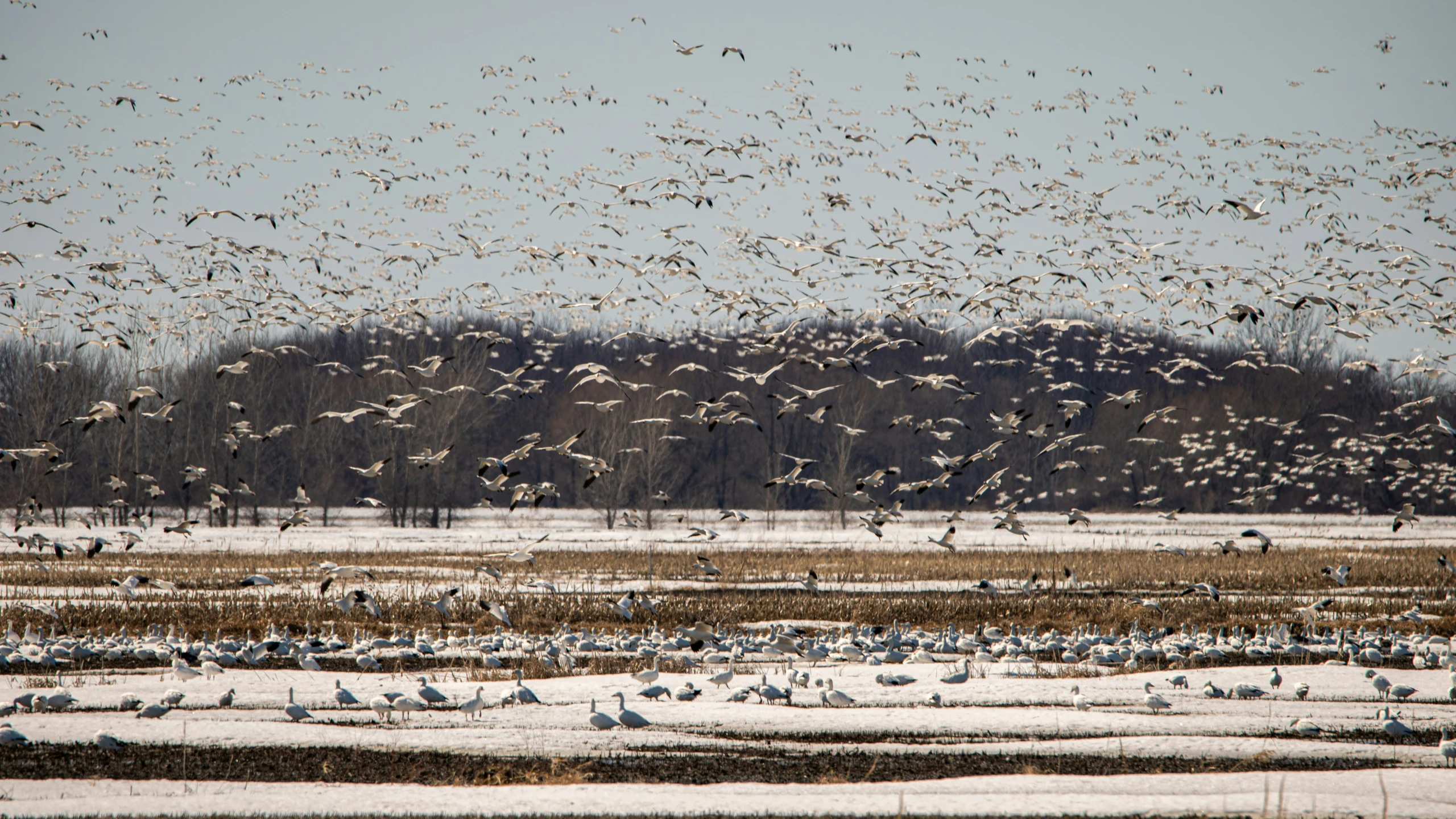 a large flock of birds flying over a snowy landscape