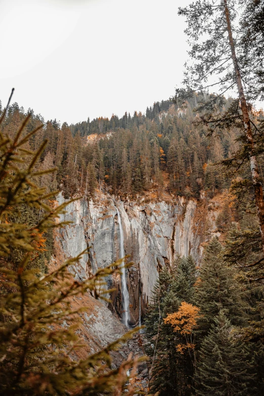 a waterfall surrounded by pine and forest