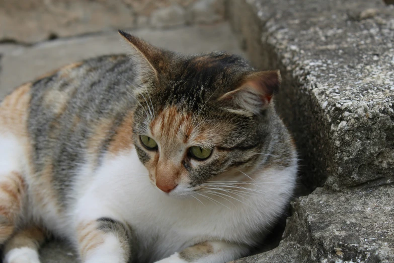 a cat looking at soing while laying down