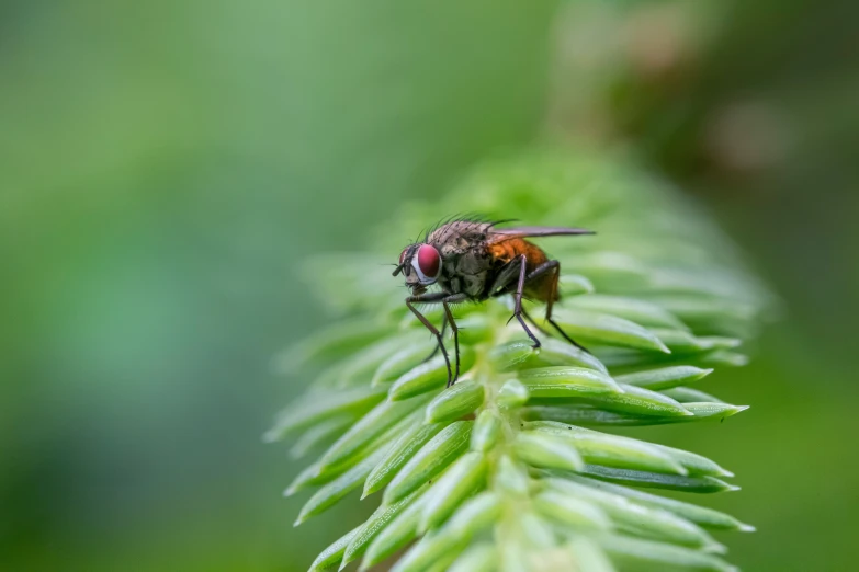 a flies sits on a green plant with water droplets