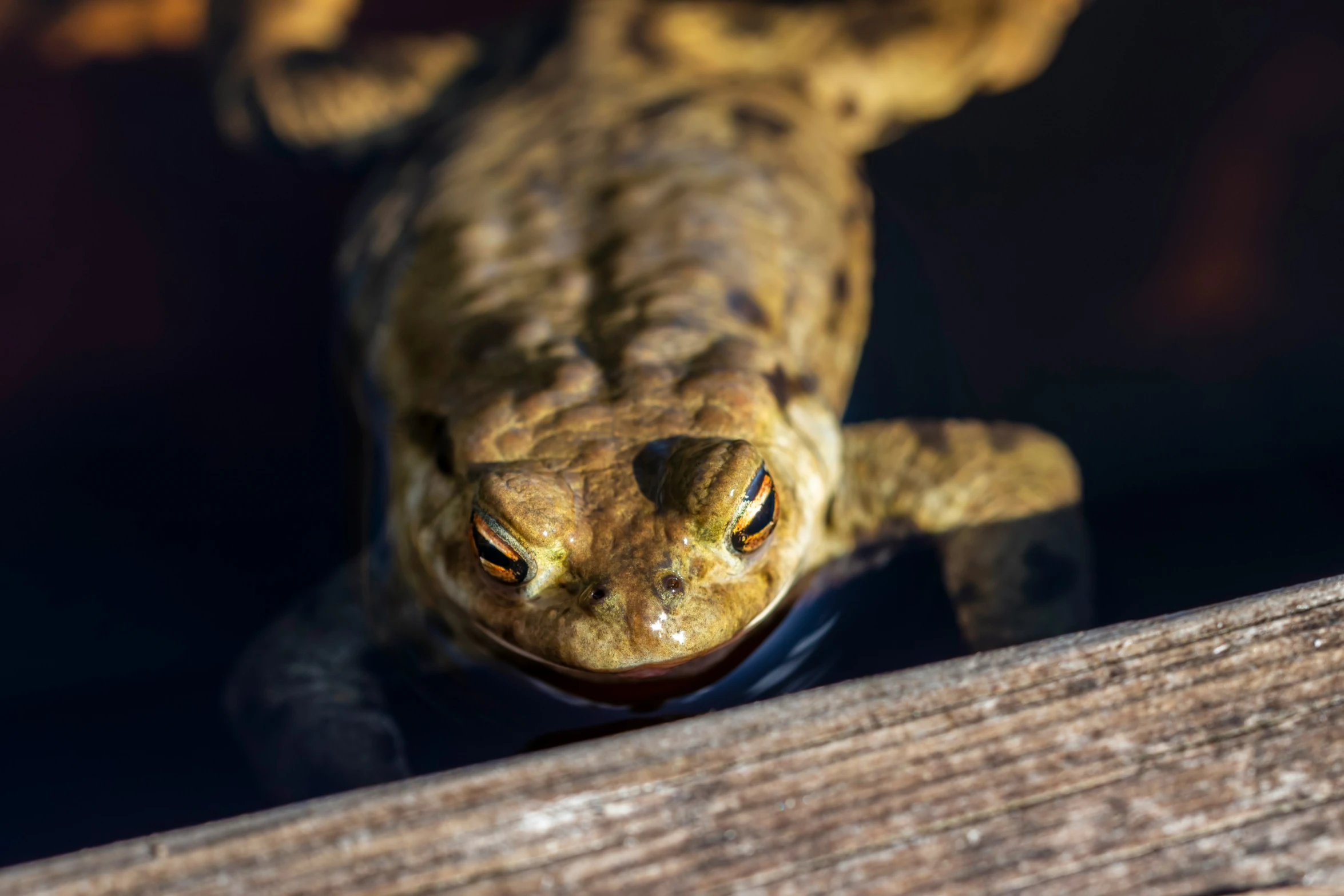 a little gecko that is sitting on a fence