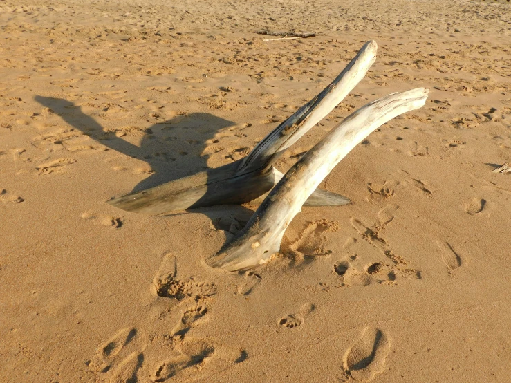 a tree that has been turned into a piece of driftwood on the beach