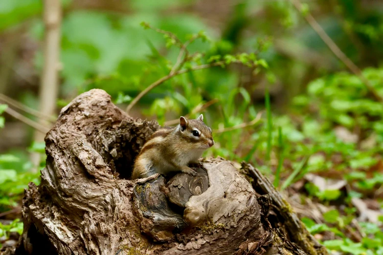 a small rodent is sitting in a tree stump