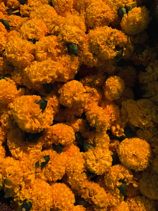 an image of many flowers with some buds in it